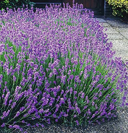 BALDUR Garten Blauer Lavendel Duftlavendel, 3 Pflanzen Lavandula angustifolia echter Lavendel, winterharte Staude, trockenresistent, mehrjährig, bienenfreundlich und schmetterlingsfreundlich, blühend